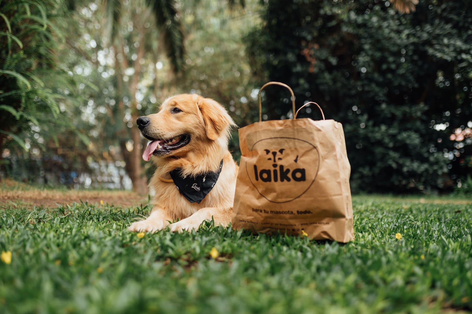 Un golden retriever acostado en el pasto, al lado de una bolsa de Laika